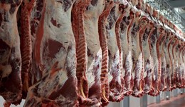Reshaping the beef and lamb supply chain: Opportunities for processors large and small